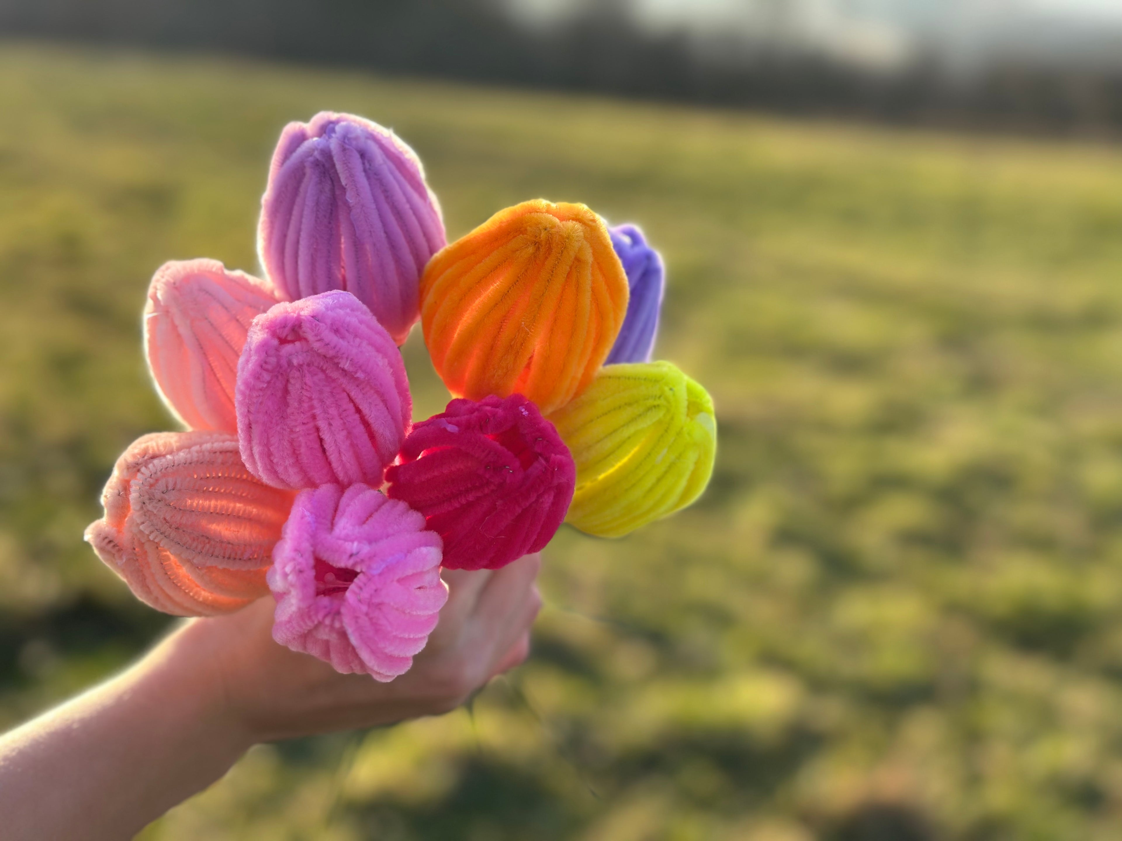 Tulpen