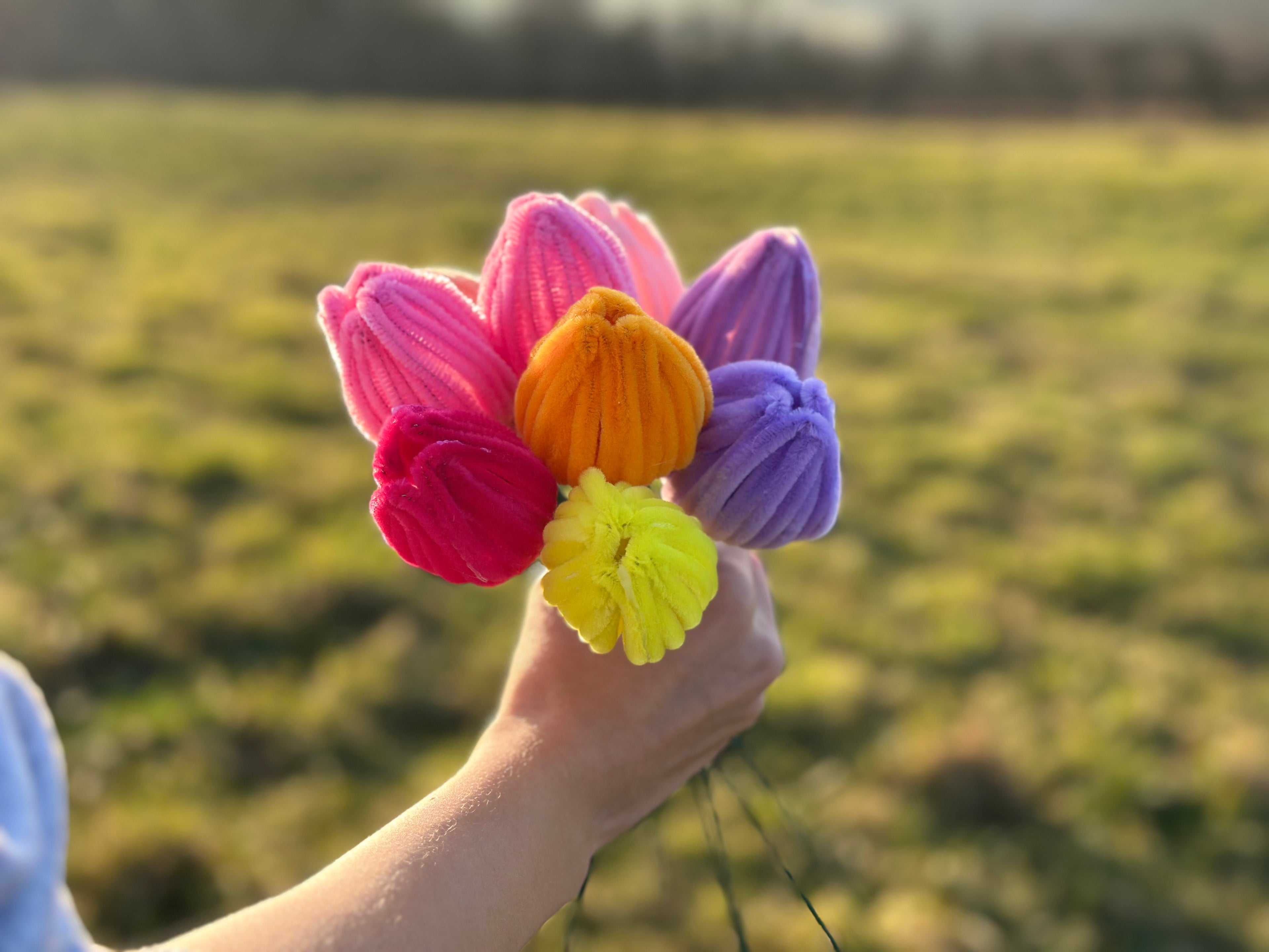 Tulpen