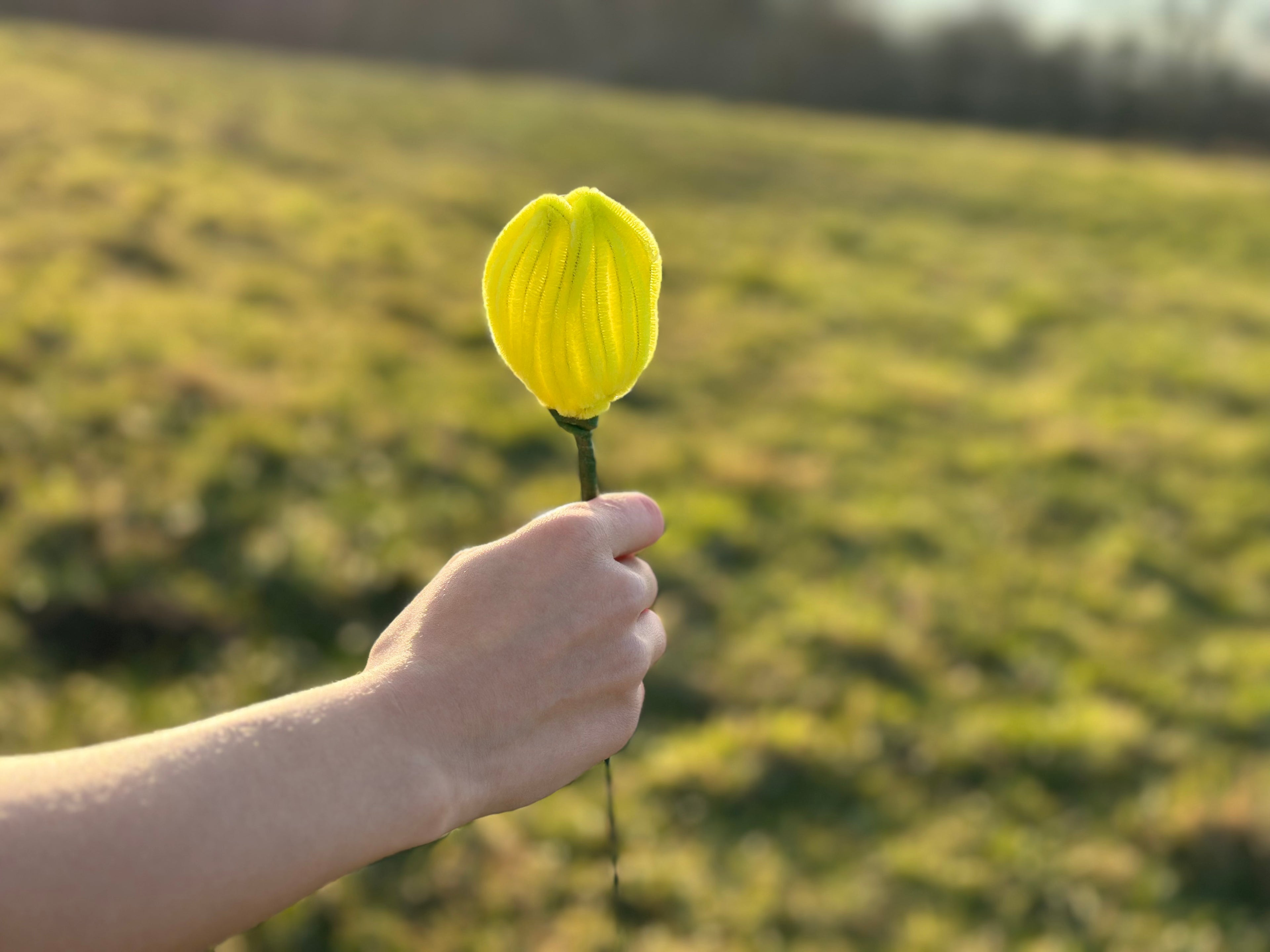 Tulpen