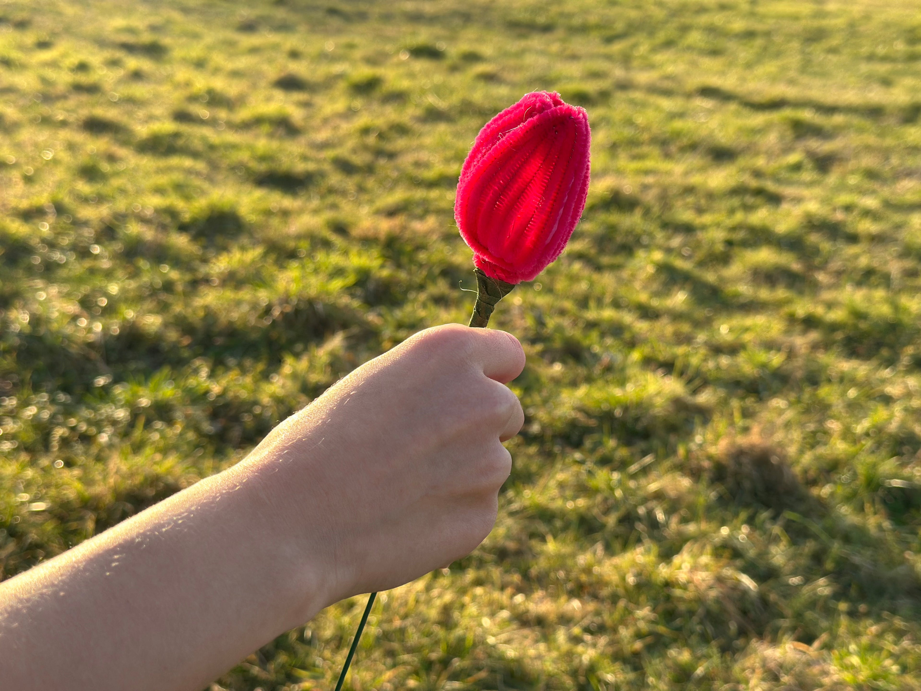 Tulpen