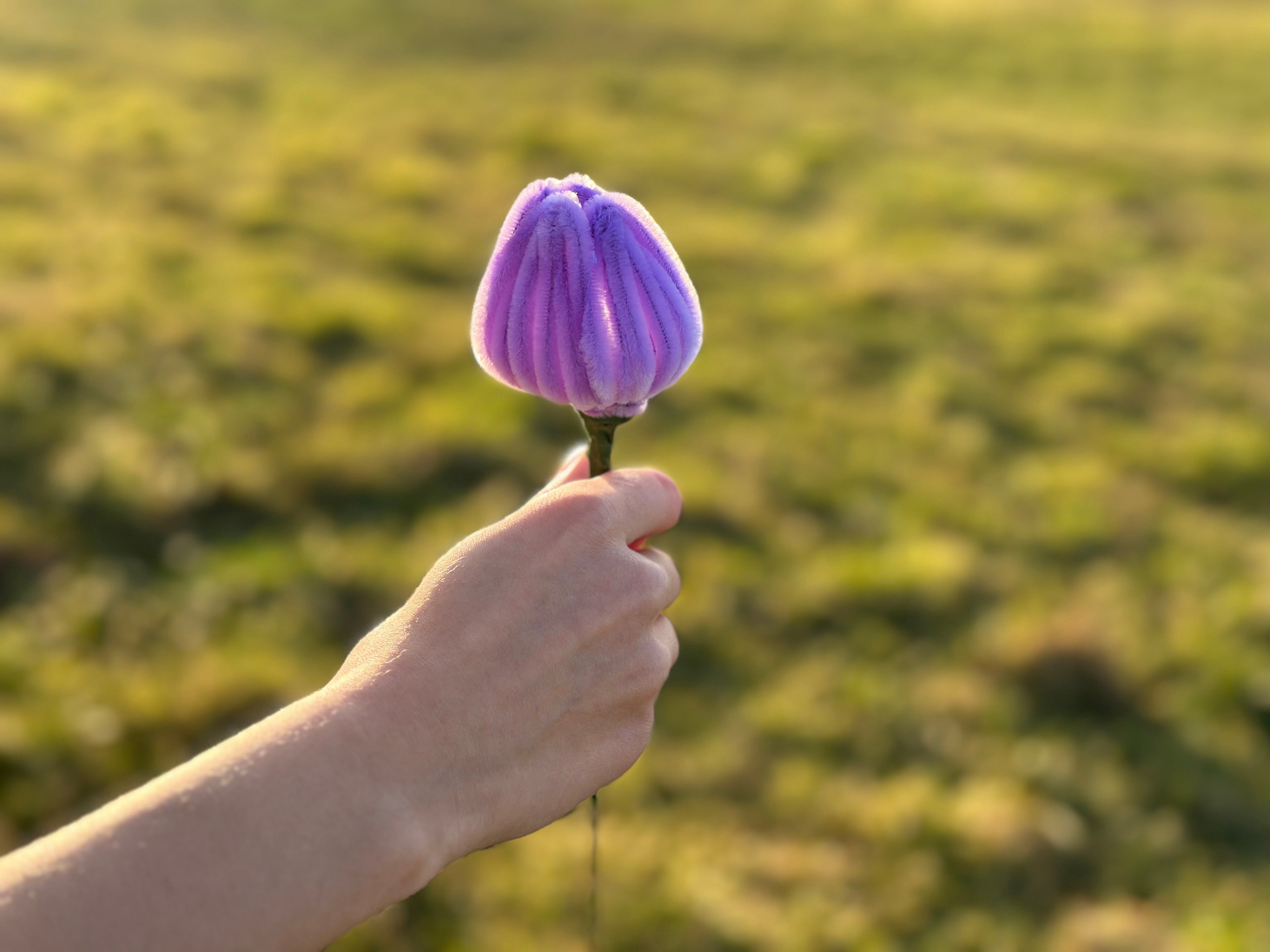 Tulpen