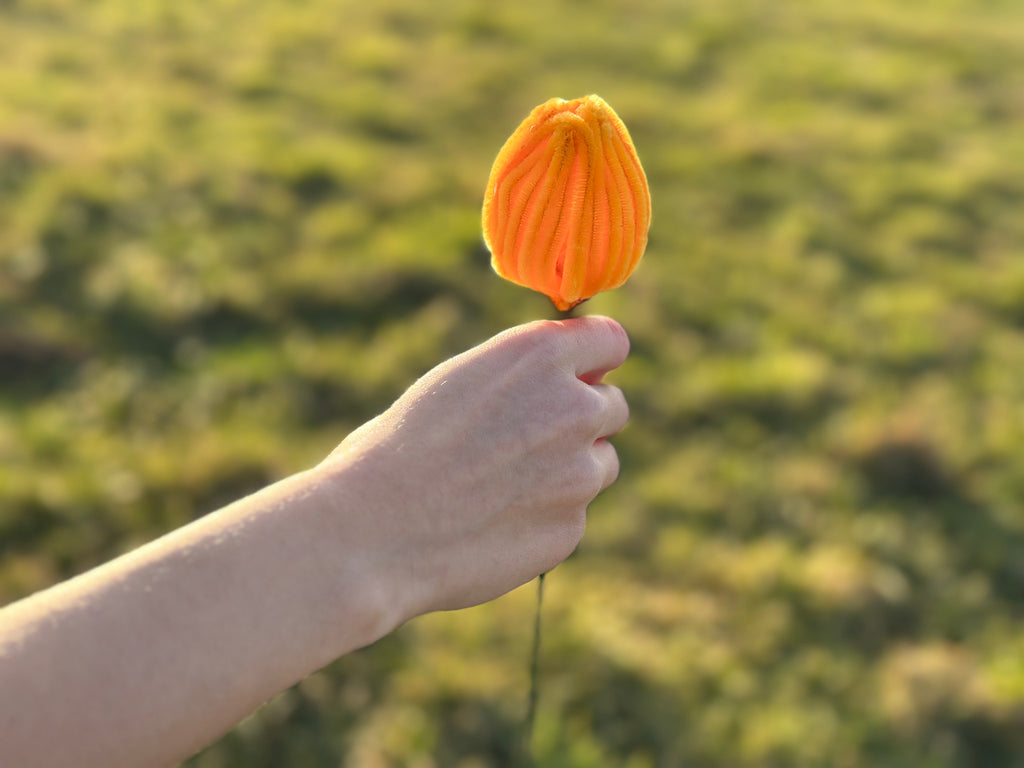 Tulpen