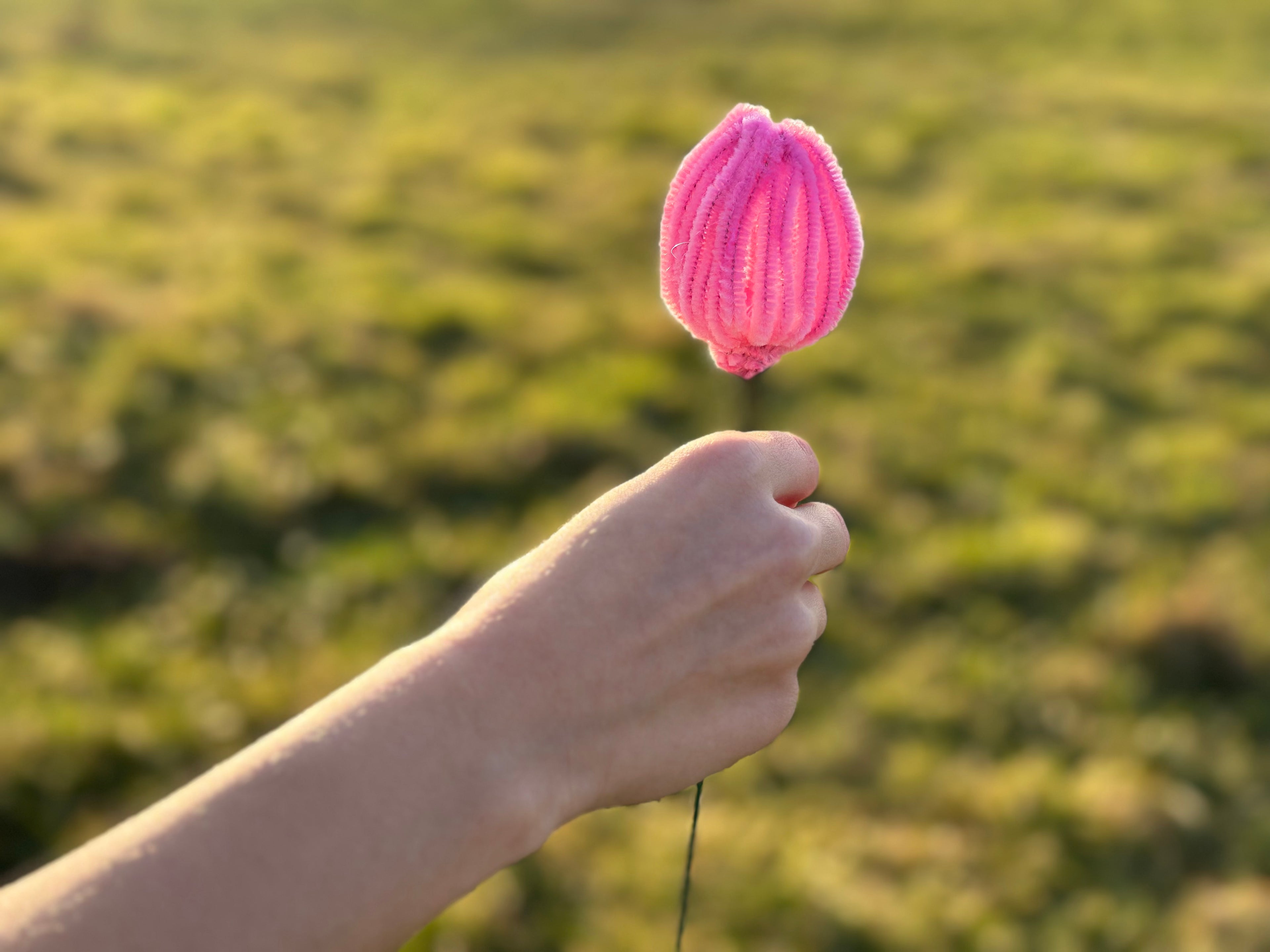 Tulpen