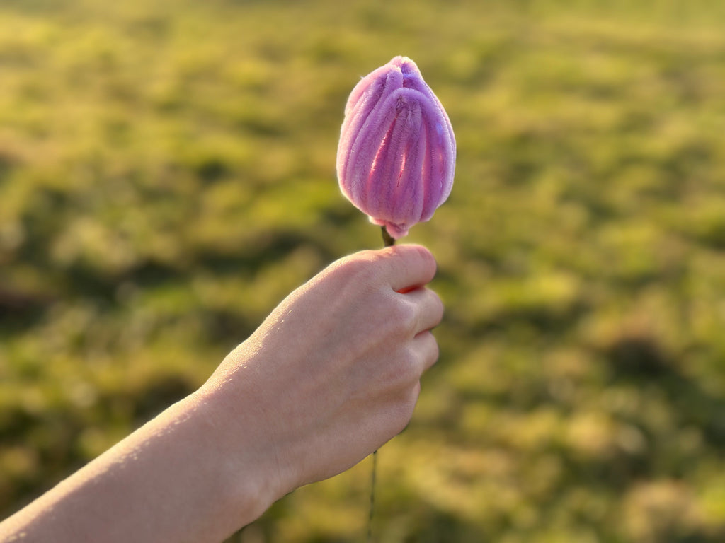 Tulpen