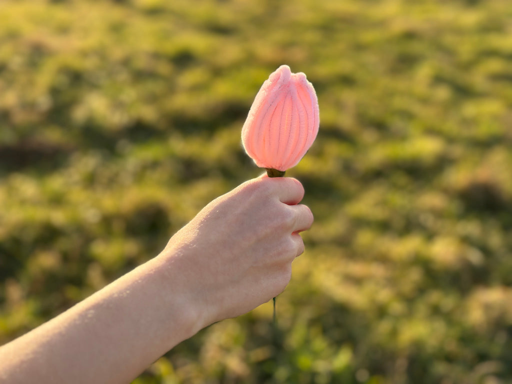 Tulpen